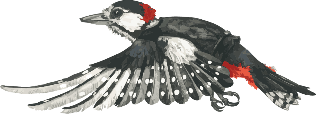 Specht bringt das Holz